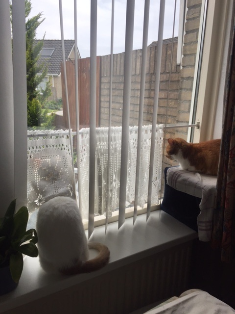 Pauzesoftware in bontjas: Pirkko (links) en Honger (rechts) in de vensterbank voor het raam. Pirkko heeft zijn kop onder het gordijntje doorgestoken.