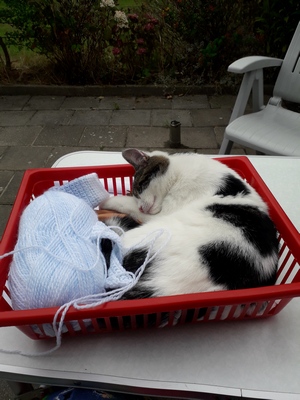 Vaktherapie: kitten Loedertje-Boefje-Monstertje in een mandje met haakwerk