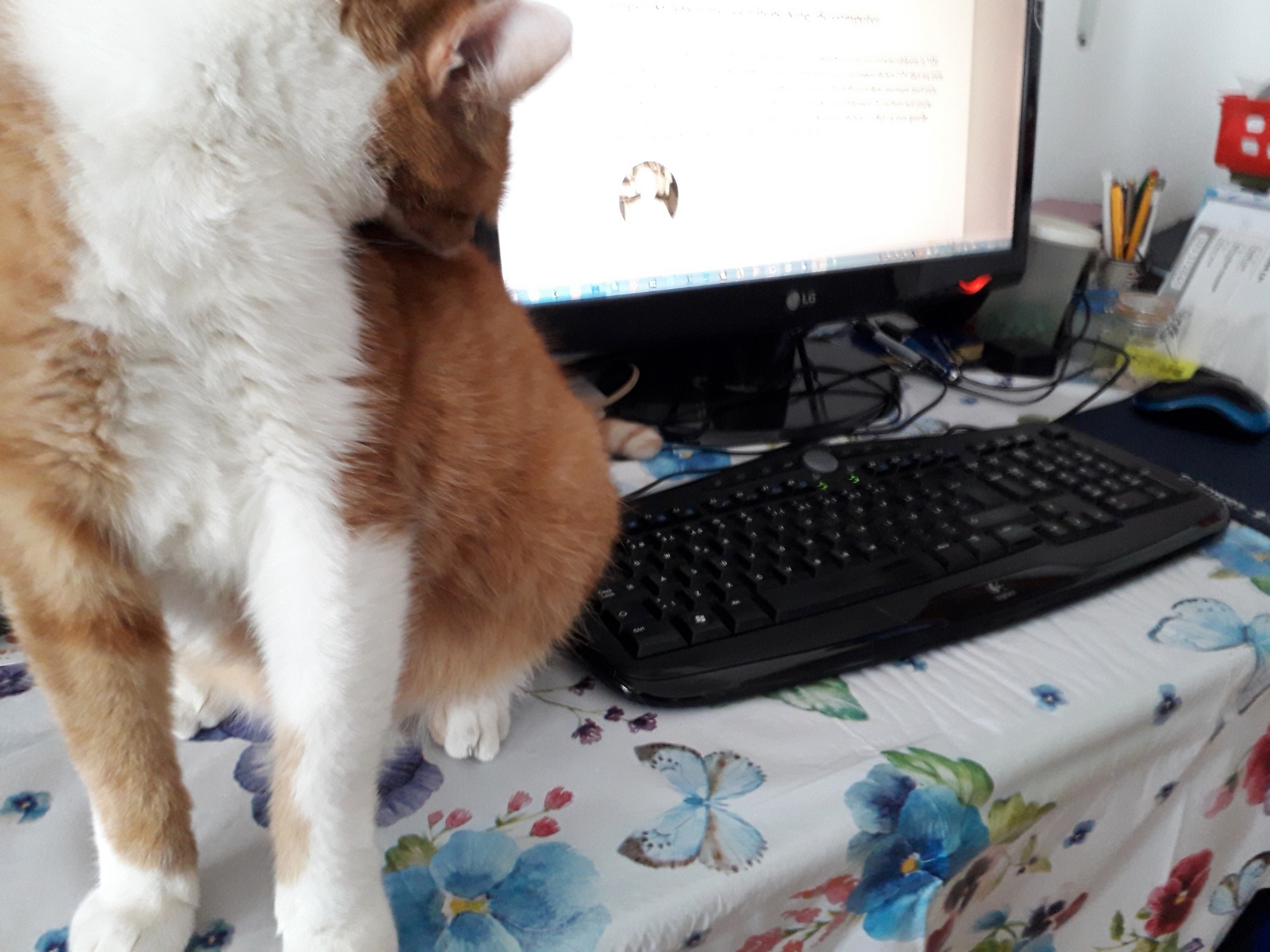 Pauzesoftware in bontjas: Honger zit zich bijna op het toetsenbord te wassen.