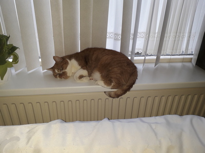 Pauzesoftware in bontjas: Honger ligt opgekruld in de vensterbank