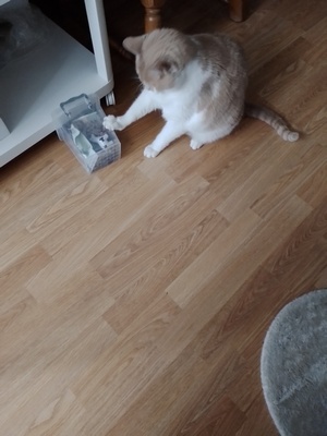 Pauzesoftware in bontjas: Dousja heeft het doosje met zijn snoepjes op de grond gegooid