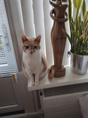 Pauzesoftware in bontjas: Dousja zit in op een hoekje van de vensterbank, naast een houten beeld en een plant. Hij valt er bijna af.