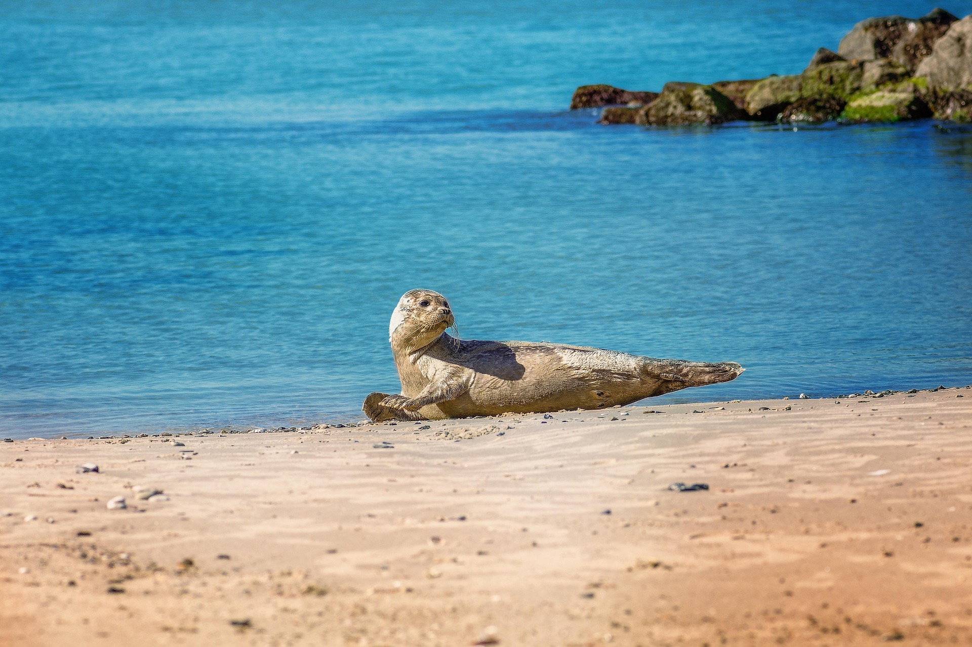 Zomer: zeehond ligt te zonnebaden op het strand aan een rotskust.