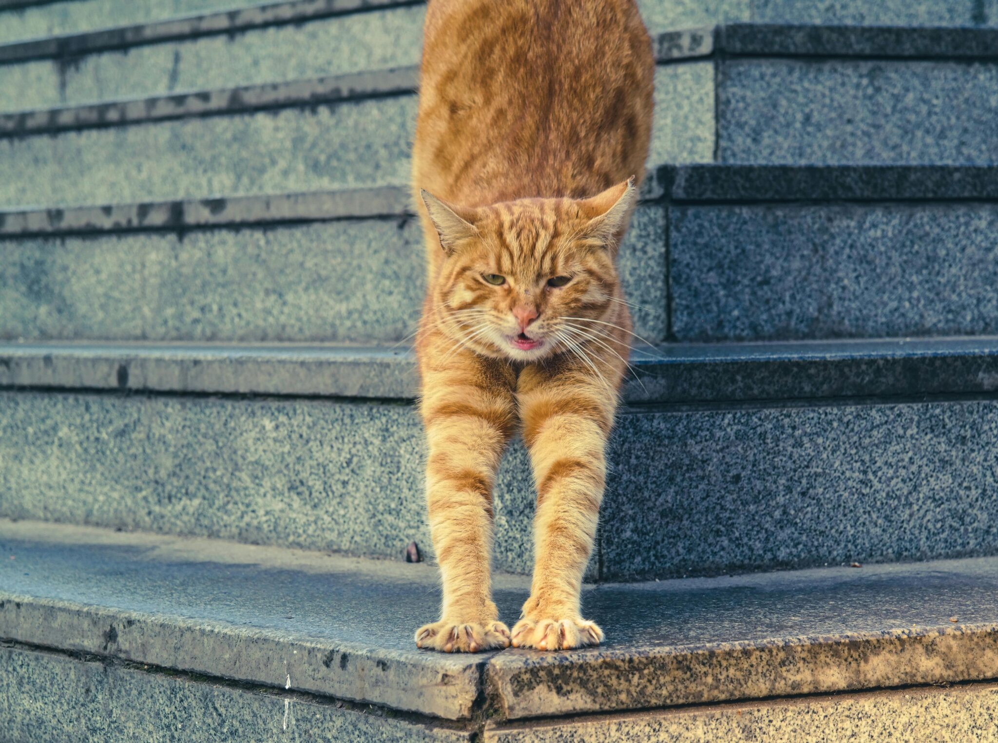 5 oefeningen om je gehele lichaam te versterken: rode kat staat uitgestrekt op een stenen trap. Voorpoten beneden, achterpoten met achterlijf om hoog.