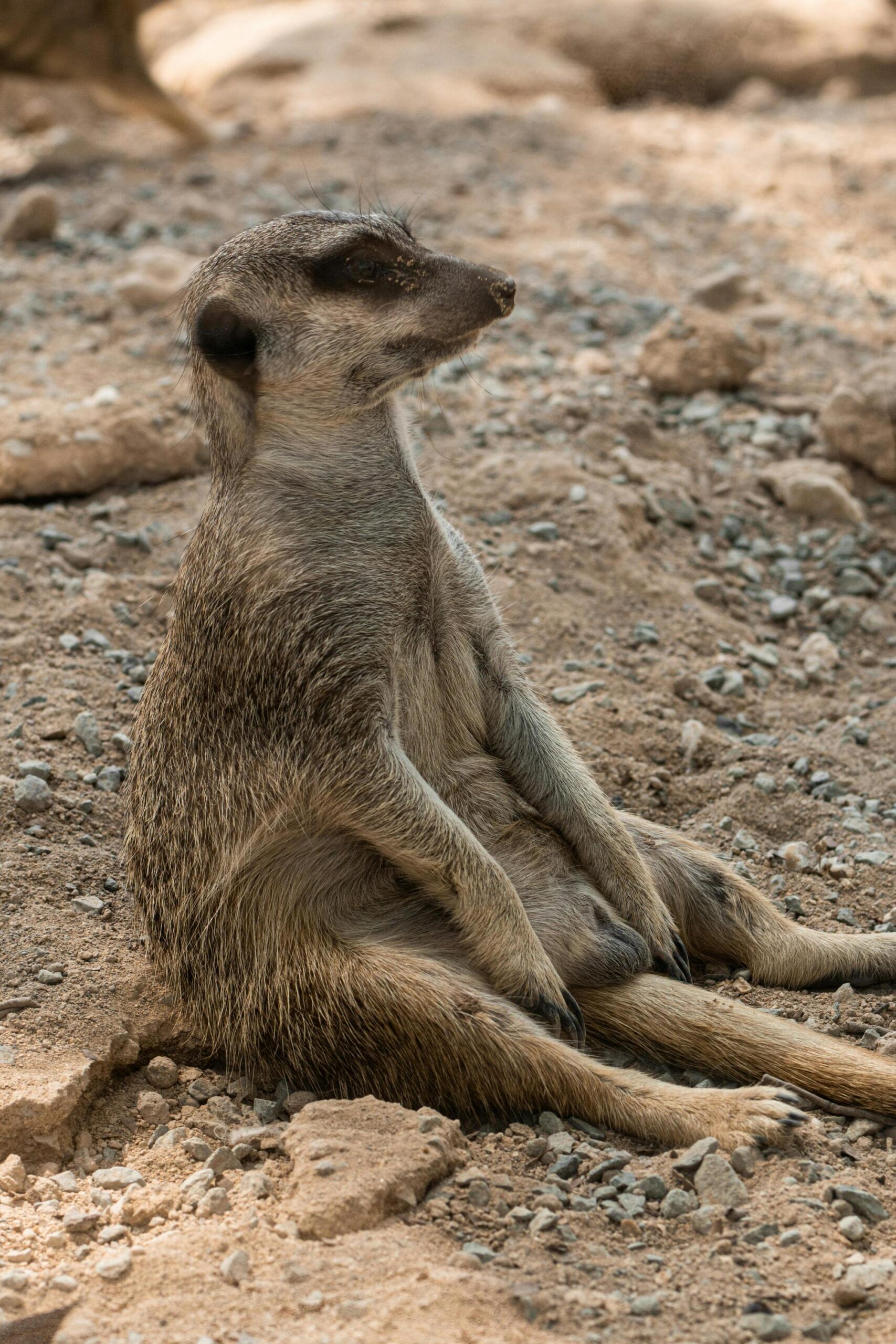 Stretch: dier op de Afrikaanse savanne, dat met afhangende schouders op de grond zit.